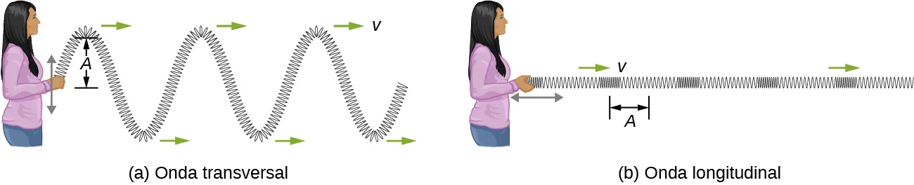 La figura a, identificada como onda transversal, muestra a una persona sujetando un extremo de un resorte largo colocado horizontalmente y moviéndolo hacia arriba y hacia abajo. El resorte forma una onda que se propaga lejos de la persona. Esto está identificado como onda transversal. La distancia vertical entre la cresta de la onda y la posición de equilibrio del resorte está identificada como A. La figura b, identificada como onda longitudinal, muestra a la persona moviendo el resorte de un lado a otro horizontalmente. El resorte se comprime y se alarga alternativamente. Esto está identificado como onda longitudinal. La distancia horizontal desde el centro de una compresión hasta el centro de una rarefacción está identificada como A.