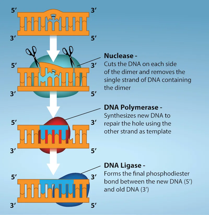 Illustration shows a D N A strand in which a thymine dimer has formed. Excision repair enzyme cut out the section of D N A that contains the dimer so it can be replaced with normal base pairs.  Nuclease cuts the D N A on each side of the dimer, and removes the single strand of D N A containing the dimer.  DNA Polymerase synthesizes new D N A to repair the hole.  D N A ligase forms the final phosphidiester bond between the new D N A and old D N A.
