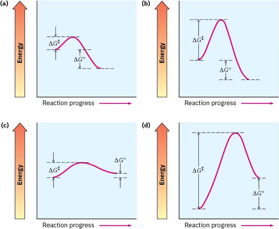 Four energy diagrams for different reactions with different values of delta G naught show different magnitudes of activation barrier.