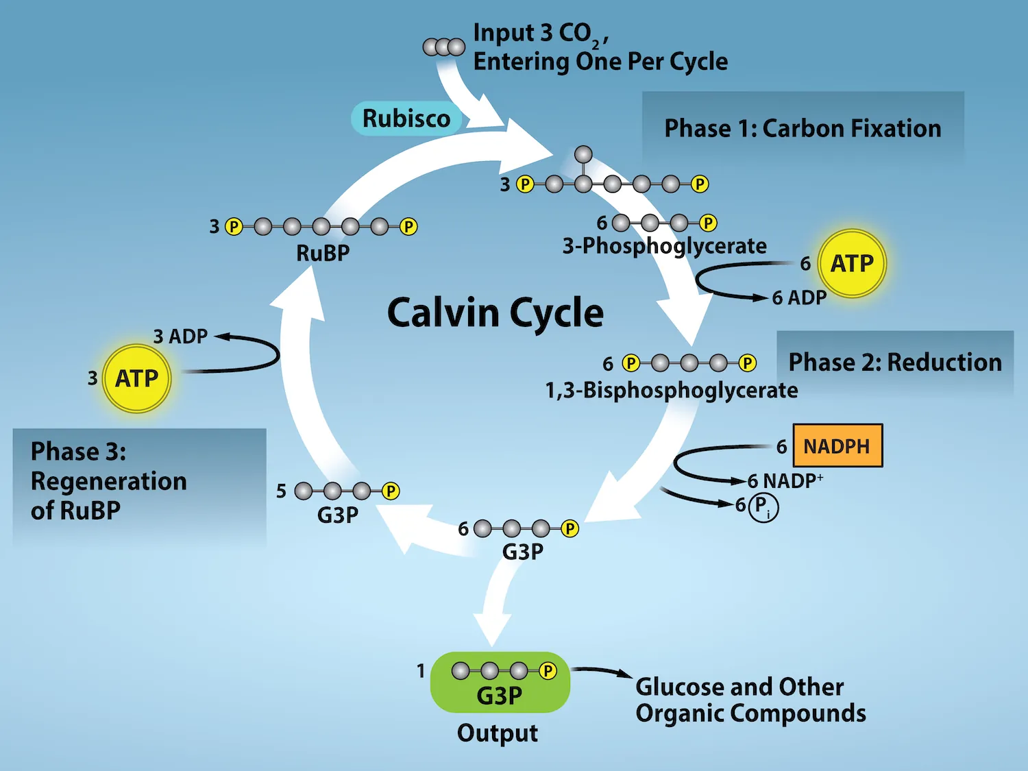 A diagram of the Calvin cycle is shown with its three stages: carbon fixation, 3 dash phosphoglycerate (3 dash P G A) reduction, and regeneration of upper case R lower case u upper case B upper case P. In stage 1, the enzyme upper R lower u upper B lower i lower s upper C upper O adds a carbon dioxide to the five-carbon molecule upper R lower u upper B upper P, producing two three-carbon 3 dash P G A molecules. In stage 2, two N A D P H and two A T P are used to reduce 3 dash P G A to G 3 P. In stage 3 upper R lower u upper B upper P is regenerated from G 3 P. One A T P is used in the process. Three complete cycles produces one new G 3 P, which is shunted out of the cycle and made into glucose, whose molecular formula is upper C subscript 6 baseline upper H subscript 12 baseline upper O subscript 6 baseline.