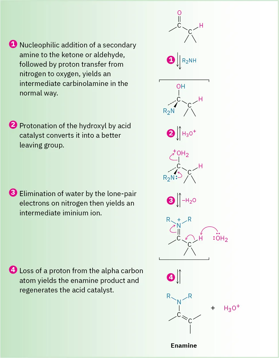 Reaction mechanism shows enamine formation from ketone or aldehyde by reacting with secondary amine through four steps: nucleophilic addition causing carbinolamine formation, protonation, formation of iminium ion, deprotonation to enamine.