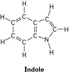 Structural formula of indole, with fused five- and six-membered rings with alternating single and double bonds. There is a nitrogen with one hydrogen in the ring adjacent to the fusion.