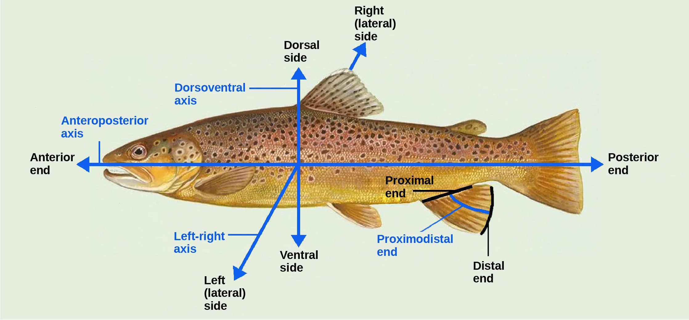 Illustration shows a fish dissected by lines into anterior (front) and posterior (rear) ends and dorsal (top) and ventral (bottom) surfaces.  It also indicates that where the fish's fin contacts its body is the proximal end, and the outer edge of the fin is the distal end.