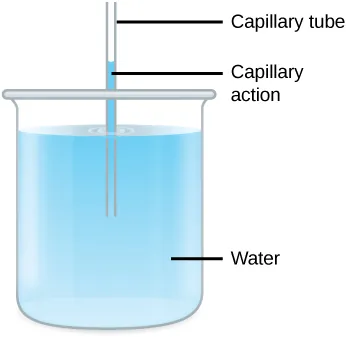 A thin hollow tube sits in a beaker of water. The water level inside the tube is higher than the water level in the beaker due to capillary action.