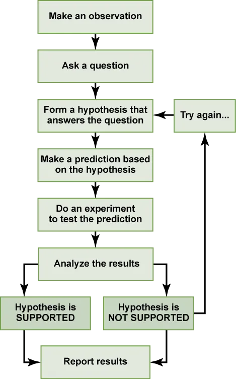 A flow chart shows the steps in the scientific method. In step 1, an observation is made. In step 2, a question is asked about the observation. In step 3, an answer to the question, called a hypothesis, is proposed. In step 4, a prediction is made based on the hypothesis. In step 5, an experiment is done to test the prediction. In step 6, the results are analyzed to determine whether or not the hypothesis is supported. If the hypothesis is not supported, another hypothesis is made. In either case, the results are reported.