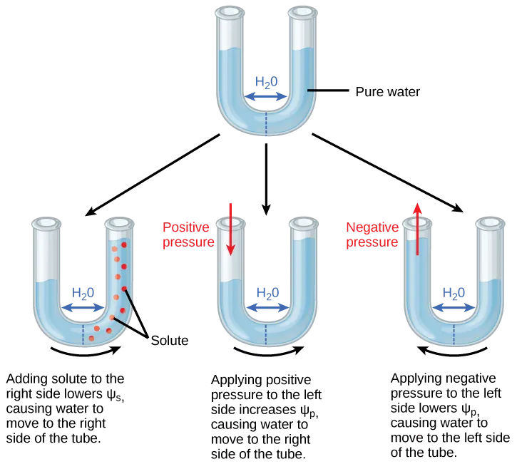 Illustration shows a U-shaped tube holding pure water. A semipermeable membrane, which allows water but not solutes to pass, separates the two sides of the tube. The water level on each side of the tube is the same. Beneath this tube are three more tubes, also divided by semipermeable membranes. In the first tube, solute has been added to the right side. Adding solute to the right side lowers psi-s, causing water to move to the right side of the tube. As a result, the water level is higher on the right side. The second tube has pure water on both sides of the membrane. Positive pressure is applied to the left side. Applying positive pressure to the left side causes psi-p to increase. As a results, water moves to the right so that the water level is higher on the right than on the left. The third tube also has pure water, but this time negative pressure is applied to the left side. Applying negative pressure lowers psi-p, causing water to move to the left side of the tube. As a result, the water level is higher on the left.