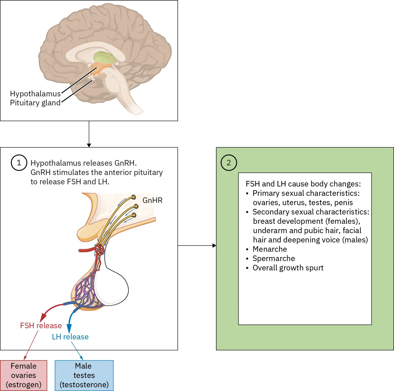 An illustration shows the location of the hypothalamus and pituitary gland in in the brain, and explains their function in releasing hormones.