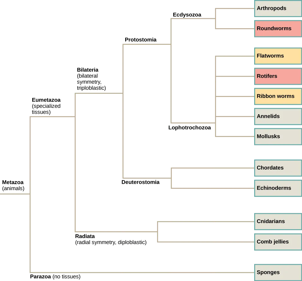 The phylogenetic tree of metazoans, or animals, branches into parazoans with no tissues and eumetazoans with specialized tissues. Parazoans include Porifera, or sponges. Eumetazoans branch into Radiata, diploblastic animals with radial symmetry, and Bilateria, triploblastic animals with bilateral symmetry. Radiata includes cnidarians and ctenophores (comb jellies). Bilateria branches into Protostomia and Deuterostomia, which possess a body cavity. Deuterostomes include chordates and echinoderms. Protostomia branches into Lophotrochozoa and Ecdysozoa. Ecdysozoa includes arthropods and nematodes, or roundworms. Lophotrochozoa includes Mollusca, Annelida, Nemertea, which includes ribbon worms, Rotifera, and Platyhelminthes, which includes flatworms.