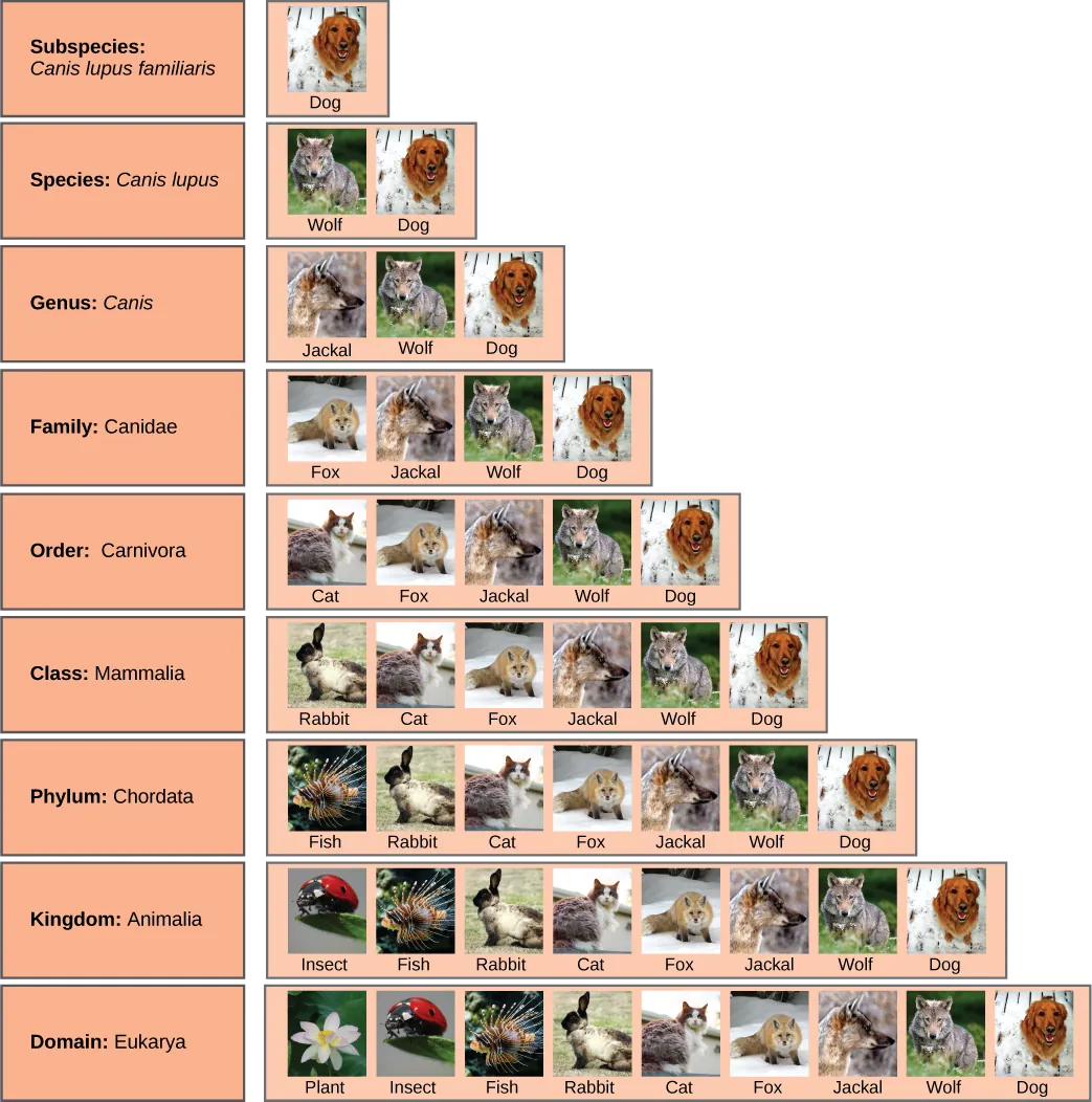 Illustration shows the taxonomic groups shared by various species. All of the organisms shown are in the domain Eukarya: plants, insects, fish, rabbits, cats, foxes, jackals wolves, and dogs. Of these, insects, fish, rabbits, cats, foxes, jackals, wolves and dogs are in the kingdom Animalia. Within the kingdom Animalia, fish, rabbits, cats, foxes, jackals, wolves, and dogs are in the phylum Chordata. Rabbits, cats, foxes, jackals, wolves, and dogs are in the class Mammalia. Cats, foxes, jackals, wolves, and dogs are in the order Carnivora. Foxes, jackals, wolves, and dogs are in the family Canidae. Jackals, wolves and dogs are in the genus Canis. Wolves and Dogs have the species name Canis lupus. Dogs have the subspecies name Canis lupus familiaris.