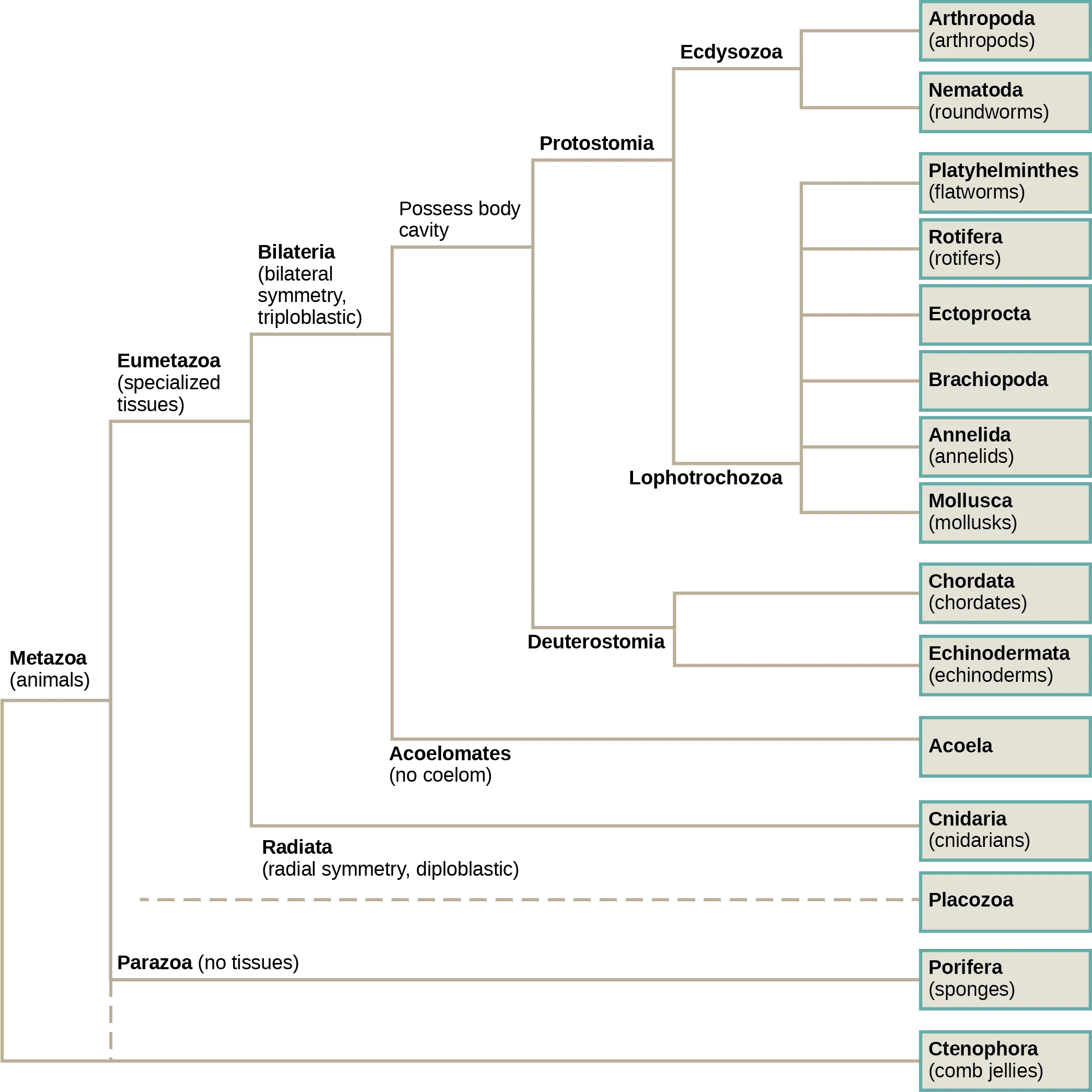 The phylogenetic tree of metazoans, or animals, branches into parazoans with no tissues and eumetazoans with specialized tissues. Parazoans include Porifera, or sponges. Eumetazoans branch into Radiata, diploblastic animals with radial symmetry, and Bilateria, triploblastic animals with bilateral symmetry. Radiata includes cnidarians and ctenophores (comb jellies). Bilateria branches into Acoela, which have no body cavity, and Protostomia and Deuterostomia, which possess a body cavity. Deuterostomes include chordates and echinoderms. Protostomia branches into Lophotrochozoa and Ecdysozoa. Ecdysozoa includes arthropods and nematodes, or roundworms. Lophotrochozoa includes Mollusca, Annelida, Brachopoda, Ectoprocta, Rotifera, and Platyhelminthes.