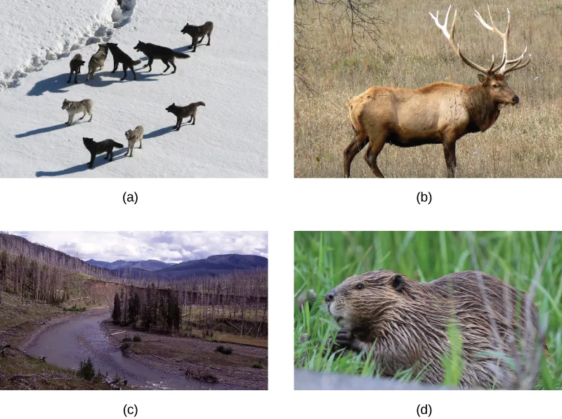 Photo A shows a pack of wolves walking on snow. Photo B shows an elk.  Photo C shows a river running through a meadow with a few copses of trees, some living and some dead. Photo D shows a beaver.