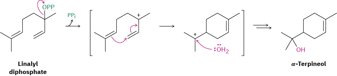 Linalyl diphosphate forms a carbocation intermediate with the release of inorganic pyrophosphate. The attack of water on carbocation leads to alpha-terpineol.