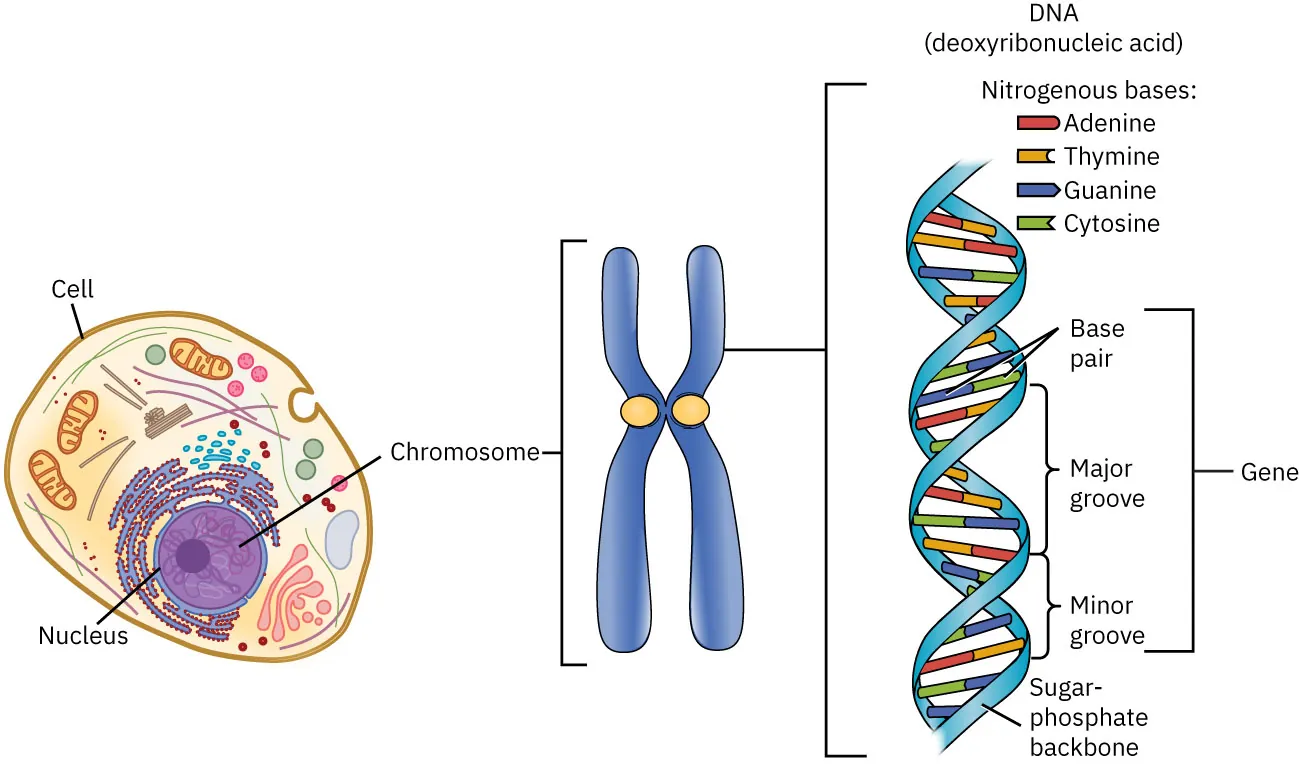 Illustration of the inside of a cell with nucleus and chomosomes labeled. A closeup of an x-shaped chromosome. The double helix for DNA with a bracket around “base pair, major groove, and minor groove” labeled “gene.”