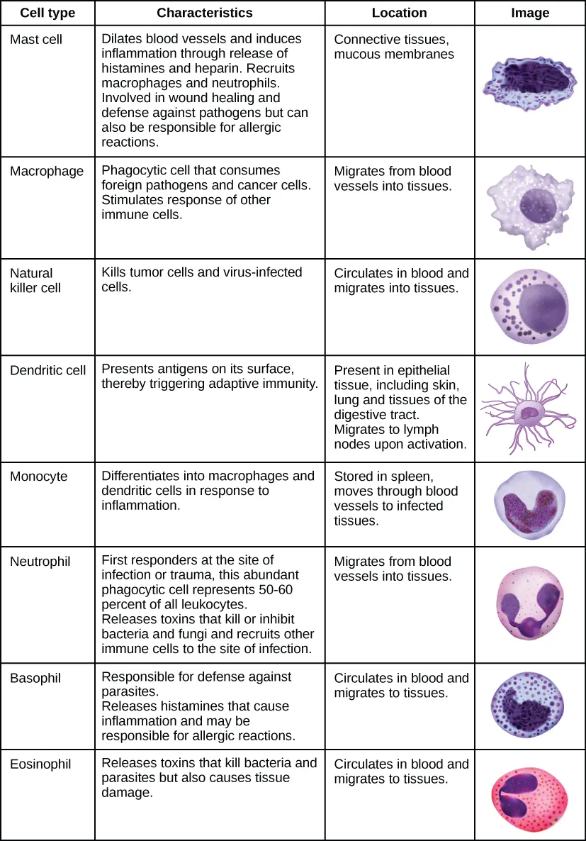 Table shows various types of white blood cells and describes their function. Mast cells, natural killer cells, neutrophils, basophils and eosinophils are all filled with granules and have a horseshoe-shaped nucleus. Monocytes are similar in overal horseshoe-shape but without the granules inside. Macrophages are irregular in shape, with a round nucleus. Dendrites have star-like projections and a small horseshoe shaped nucleus. Mast cells dilate blood vessels and induce inflammation through release of histamines and heparin. They also recruit macrophages and neutrophils, and are involved in wound healing and defense against pathogens, but can also be responsible for allergic reactions. They are found in connective tissue and mucous membranes. Macrophages are phagocytic cells that consume foreign pathogens and cancer cells. They stimulate response of other immune cells and migrate from blood vessels into tissues. Natural killer cells kill tumor cells and virus-infected cells. They circulate in blood and migrate into tissues. Dendritic cells present antigens on their surface, thereby triggering adaptive immunity. They are present in tissues in epithelial tissue, including skin, lung and tissues of the digestive tract. They migrate to lymph nodes upon activation. Monocytes differentiate into macrophages and dendritic cells in response to inflammation. They are stored in spleen, and move through blood vessels to infected tissues. Neutrophils are first responders at the site of infection or trauma. These abundant phagocytic cell represent 50-60% of all leukocytes. They release toxins that kill or inhibit bacteria and fungi and recruit other immune cells to the site of infection. They migrate from blood vessels into tissues. Basophils are responsible for defense against parasites. They release histamines that cause inflammation and may be responsible for allergic reactions. They circulate in blood and migrate to tissues. Eosinophils release toxins that kill bacteria and parasites but also cause tissue damage. They circulate in blood and migrate to tissues.