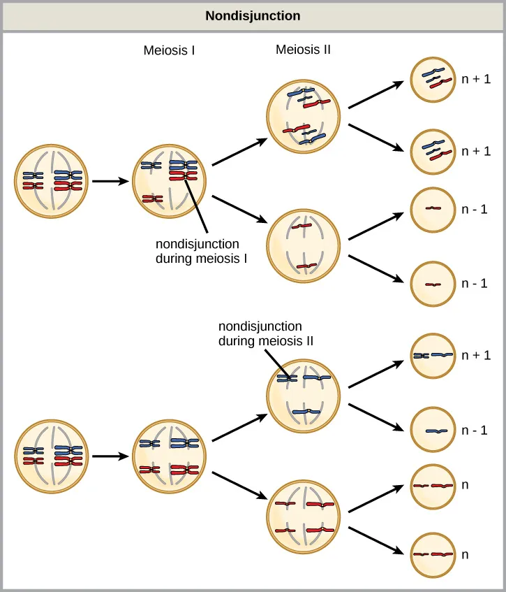 This illustration shows nondisjunction during meiosis I and meiosis II. Nondisjunction during meiosis I occurs when a homologous pair fails to separate, and results in two gametes with n + 1 chromosomes, and two gametes with n – 1 chromosomes. Nondisjunction during meiosis II occurs when sister chromatids fail to separate, and results in one gamete with n + 1 chromosomes, one gamete with n – 1 chromosomes, and two normal gametes.