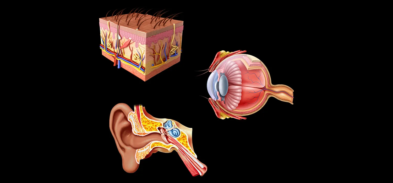 A composite diagram shows the components that make up skin, eyes, and ears.