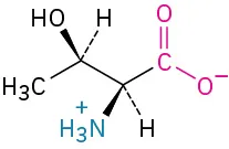 The structure of L-threonine. It has a carbon linked to C-H bonded to dashed hydrogen, wedged alcohol and methyl group, carboxylate ion, dashed hydrogen, and wedged ammonia ion.