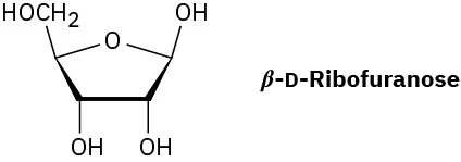 The structure of beta-D-ribofuranose with three axial  O H groups at C 1, C 2, and C 3.  The molecular formula is C 5 H 10 O 5.