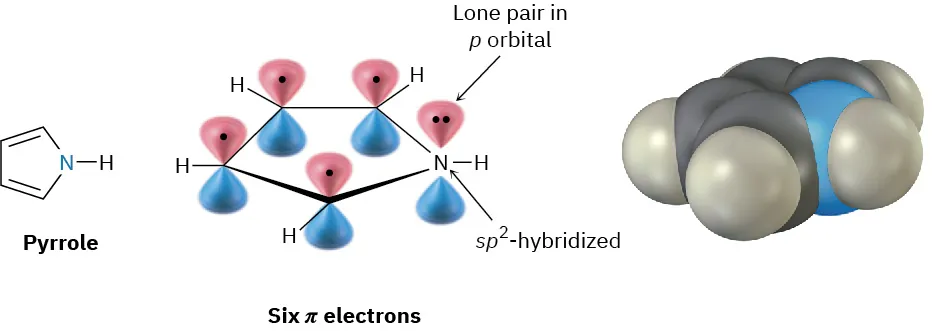 The structure, orbital view, and space-filling model of pyrrole. The structure has cyclopentadiene bonded with N H group. Nitrogen is s p 2 hybridized carrying a set of lone pairs.