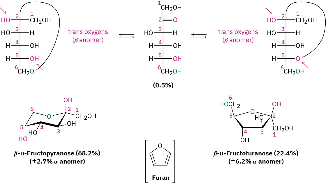 The Fischer and Haworth projection of beta-D-fructopyranose and beta-D-fructofuranose. Formation of pyranose and furanose anomers form through the hydroxyl group addition to C 2 carbonyl.