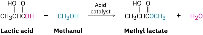 In a reaction, lactic acid reacts with methanol in the presence of acid catalyst to form methyl lactate and water.