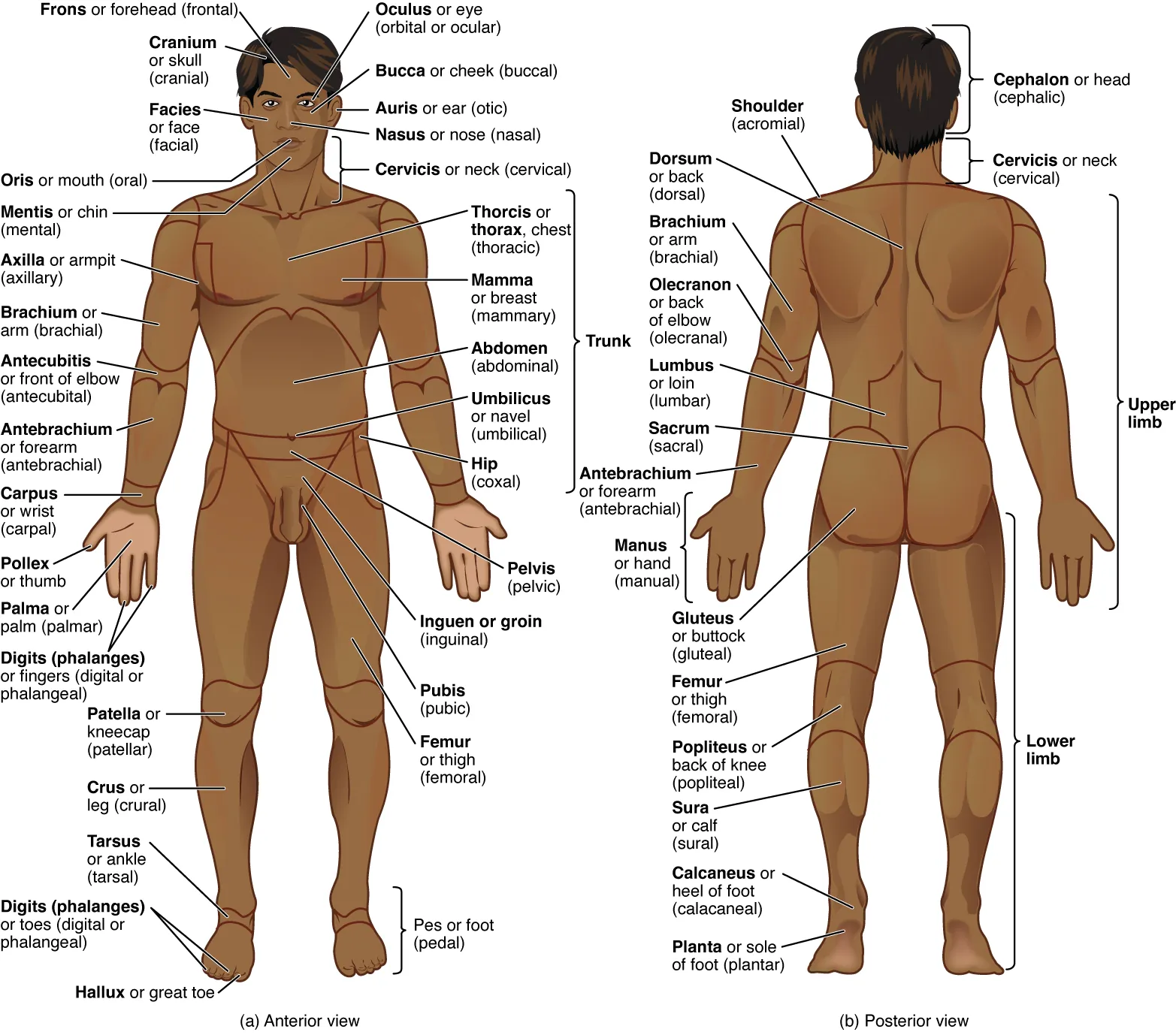 This illustration shows an anterior and posterior view of the human body. The cranial region encompasses the upper part of the head while the facial region encompasses the lower half of the head beginning below the ears. The eyes are referred to as the ocular region. The cheeks are referred to as the buccal region. The ears are referred to as the auricle or otic region. The nose is referred to as the nasal region. The chin is referred to as the mental region. The neck is referred to as the cervical region. The trunk of the body contains, from superior to inferior, the thoracic region encompassing the chest, the mammary region encompassing each breast, the abdominal region encompassing the stomach area, the coxal region encompassing the belt line, and the pubic region encompassing the area above the genitals. The umbilicus, or naval, is located at the center of the abdomen. The pelvis and legs contain, from superior to inferior, the inguinal or groin region between the legs and the genitals, the pubic region surrounding the genitals, the femoral region encompassing the thighs, the patellar region encompassing the knee, the crural region encompassing the lower leg, the tarsal region encompassing the ankle, the pedal region encompassing the foot and the digital/phalangeal region encompassing the toes. The great toe is referred to as the hallux. The regions of the upper limbs, from superior to inferior, are the axillary region encompassing the armpit, the brachial region encompassing the upper arm, the antecubital region encompassing the front of the elbow, the antebrachial region encompassing the forearm, the carpal region encompassing the wrist, the palmar region encompassing the palm, and the digital/phalangeal region encompassing the fingers. The thumb is referred to as the pollux. The posterior view contains, from superior to inferior, the cervical region encompassing the neck, the dorsal region encompassing the upper back and the lumbar region encompassing the lower back. The regions of the back of the arms, from superior to inferior, include the cervical region encompassing the neck, acromial region encompassing the shoulder, the brachial region encompassing the upper arm, the olecranal region encompassing the back of the elbow, the antebrachial region encompasses the back of the arm, and the manual region encompassing the palm of the hand. The posterior regions of the legs, from superior to inferior, include the gluteal region encompassing the buttocks, the femoral region encompassing the thigh, the popliteus region encompassing the back of the knee, the sural region encompassing the back of the lower leg, and the plantar region encompassing the sole of the foot. Some regions are combined into larger regions. These include the trunk, which is a combination of the thoracic, mammary, abdominal, naval, and coxal regions. The cephalic region is a combination of all of the head regions. The upper limb region is a combination of all of the arm regions. The lower limb region is a combination of all of the leg regions.