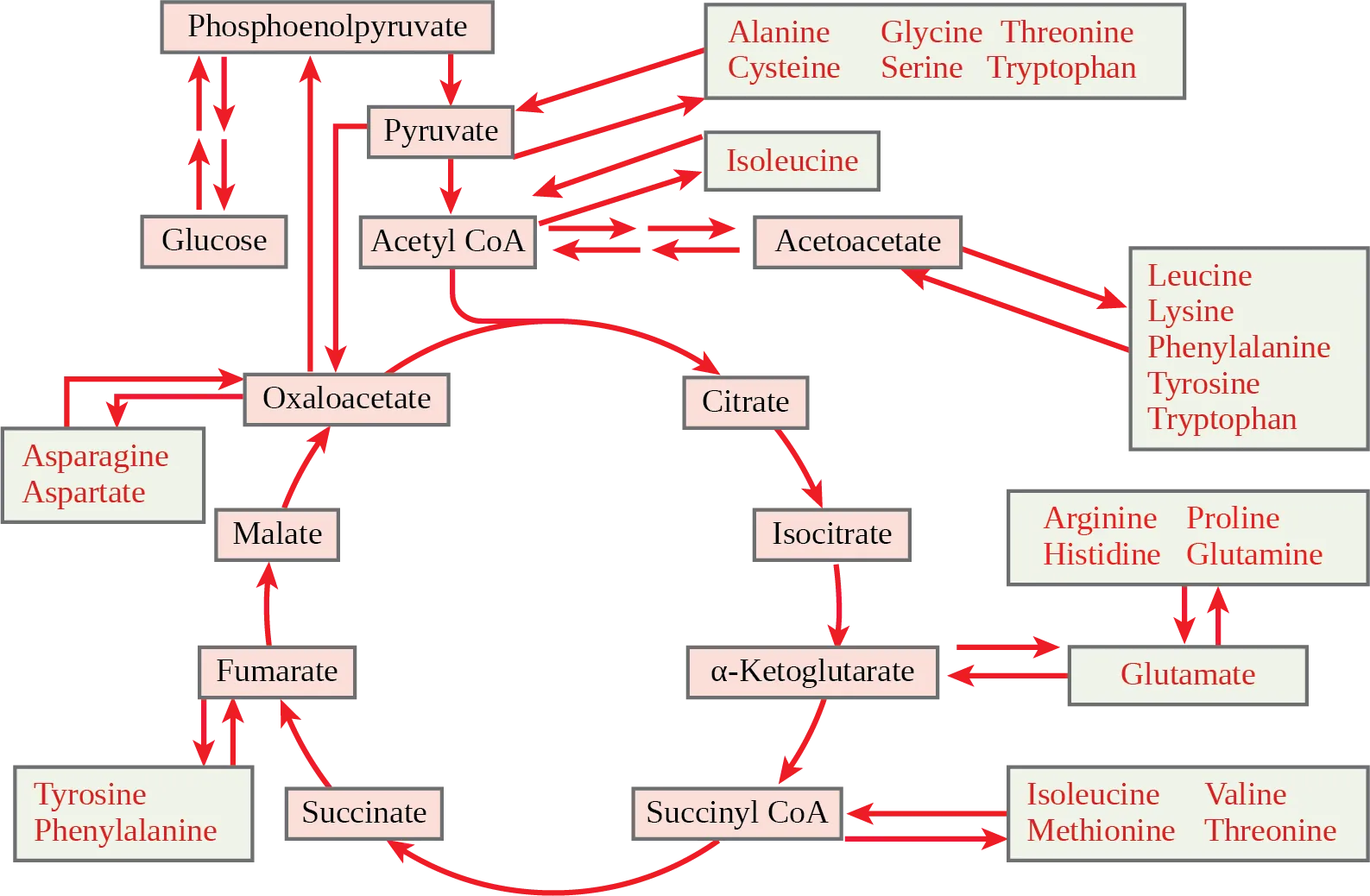 This illustration shows that the amino acids alanine, glycine, threonine, cysteine, and serine can be converted into pyruvate. Leucine, lysine, phenylalanine, tyrosine, tryptophan, and isoleucine can be converted into acetyl upper case C lower case o upper case A. Arginine, proline, histidine, glutamine, and glutamate can be converted into alpha-ketoglutarate. Isoleucine, valine, methionine, and threonine can be converted into succinyl upper C lower o upper A. Tyrosine and phenylalanine can be converted into fumarate, and aspartate and asparagine can be converted into oxaloacetate. All of these conversion products are inputs to or intermediates in the citric acid cycle, and can be fed into the citric acid cycle at the appropriate point.