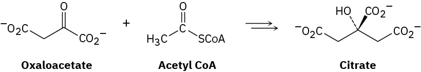 The reaction shows oxaloacetate with acetyl coenzyme A (first step in citric acid cycle) in multiple steps to form citrate. Oxaloacetate has a 3-carbon chain with two terminal carboxylate groups.