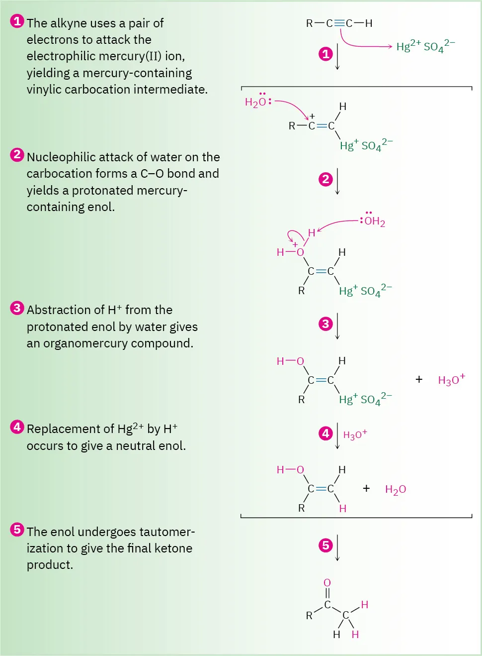 Figure shows a five-step mechanism for the generation of a ketone from an alkyne. The alkyne reacts with a mercury (II) ion followed by hydrolysis to generate a ketone.