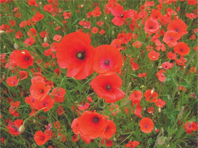 Esta es la foto de un campo de amapolas rojo-naranja.