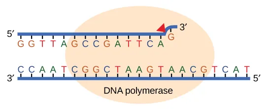 Illustration shows DNA polymerase replicating a strand of DNA. The enzyme has accidentally inserted G opposite A, resulting in a bulge. The enzyme backs up to fix the error.