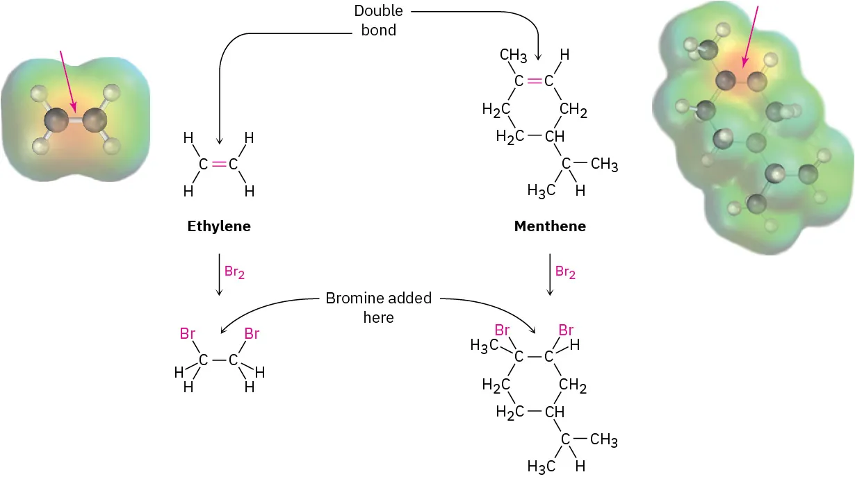 Ethylene and menthene undergo a chemical reaction with bromine, forming their respective products