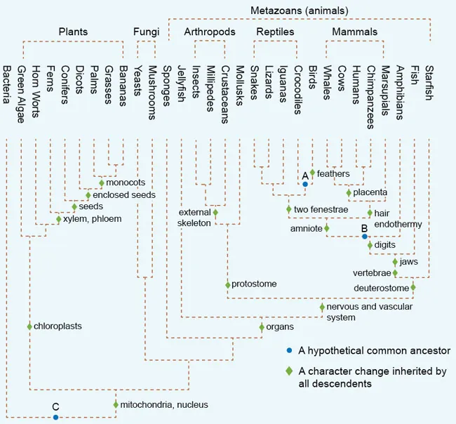 A phylogenetic tree includes  most organisms, including bacteria, plants, fungi, and metazoans. A key indicates that a filled circle represents a hypothetical common ancestor and a filled diamond represents a character change inherited by all descendants. Nodes are numbered for reference only. The lines of the tree are dashed. The tree begins with a horizontal line at the lower left with a circle labeled “C” at its center. This horizontal line meets a vertical line on the left that extends up to Bacteria and a short vertical line on its right that passes through a diamond labeled nucleus, mitochondria to meet a horizontal line at node 1. The horizontal line meets a vertical line on its left that passes through a circle labeled chloroplasts to a horizontal line that meets vertical lines on its left and right sides that give rise to all of the lineages labeled plants. The left-hand vertical line extends up to green algae. The right-hand meets a horizontal line at node 2 that meets a vertical line on the left to horn worts and a vertical line on the right that runs through a diamond labeled xylem, phloem before meeting a horizontal line at node 3. This horizontal line meets a vertical line on its right to ferns and a vertical line on its right that runs through a diamond labeled seeds meet to a horizontal line at node 4. The horizontal line at node 4 meets a vertical line on its left to conifers and a vertical line on its right that runs through a diamond labeled enclosed seeds to meet a horizontal line at node 5. The horizontal line at node 5 meets a vertical line to dicots on the left and a vertical line on the right that runs through a diamond labeled monocot to meet a horizontal line at node 5. The horizontal line at node 5 meets a vertical line on the left to palms and a vertical line on the right that meets a horizontal line that meets vertical lines to grasses and bananas on its left and right ends, respectively. Going back to node 1 near the bottom of the tree, the horizontal line that meets the line on the left that passes through the circle labeled chloroplasts also meets a horizontal line on its right that meets a vertical line at node 6. This horizontal line meets a vertical line on its left that extends up to a horizontal line that meets vertical lines on its left and right labeled yeasts and mushrooms, respectively, and both labeled as fungi. All of the remaining groups on the tree are labeled as metazoans (animals). The horizontal line at node 6 that branches to fungi on the left meets a vertical line on the right that meets a horizontal line at node 7 that meets a vertical line on the left to sponges and a vertical line on the right that runs through a diamond labeled organs to meet a horizontal line at node 8. The horizontal line at node 8 meets a vertical line on the left that extends up to jellyfish and a vertical line on the right that runs through a diamond labeled nervous and vascular system to meet a horizontal line at node 9. This horizontal line meets a vertical line on the left that  runs through a circle labeled protostome near the bottom and then meets a horizontal line at node 10. The horizontal line at node 10 meets a vertical line on the right that meets a horizontal line at node 11. The horizontal line at node 11 gives rise to a line on the right to Mollusks and to a vertical line on the left that passes through a diamond labeled external skeleton before meeting a horizontal line at node 11. The horizontal line at node 11 gives rise to a line on the right to crustaceans and a line on the right that meets a vertical line on the left that meets vertical lines to the left and right labeled insects and millipedes, respectively. The insects, millipedes, and crustaceans are labeled arthropods. Going back to node 9, the horizontal line also extends right to meet a vertical line that passes through a circle labeled deuterostome before meeting a horizontal line that meets a vertical line on the right to starfish and a vertical line on the left that passes through a diamond labeled vertebrae and then a diamond labeled jaws before meeting a horizontal line at node 12. This horizontal line meets a vertical line on the right to fish and a vertical line on the left that passes through a diamond labeled digits that extends up to a horizontal line at node 13. Just to the left of node 13, there is a circle labeled B on this horizontal line. The horizontal line at node 13 meets a vertical line on the right that extends up to amphibians. The same line extends left to a line that passes through a diamond labeled amniote to meet a horizontal line at node 14. This horizontal line at node 14 meets a vertical line on the left that passes through a diamond labeled two fenestrae before meeting a horizontal line at node 15. The line at node 15 meets a vertical line on the right that meets a horizontal line at node 16 at a circle labeled A. This horizontal line that passes through node 16 meets a vertical line on the left that extends up to a meet a horizontal line at node 16. This horizontal line meets a vertical line on the right labeled crocodiles and a vertical line on the right that passes through a diamond labeled feathers to birds. The horizontal line at node 15 meets a vertical line on the right to iguanas and a vertical line on the left that meets a horizontal line that meets vertical lines on the left and right to snakes and lizards, respectively. The snakes, lizards, iguanas, and crocodiles are labeled reptiles. Going back to node 15, the horizontal line also meets a vertical line on the right that passes through a diamond labeled hair, endothermy to meet a horizontal line at node 17. This line at node 17 meets a vertical line on the right to marsupials and a vertical line on the left that passes through a diamond labeled placenta to meet a horizontal line at node 18. This horizontal line meets a vertical line to the left that meets a horizontal line that meets vertical lines to the left and right to whales and cows, respectively. The same line at node 18 meets a vertical line to the right that extends up to a horizontal line that meets vertical lines to the left and right to humans and chimpanzees, respectively.