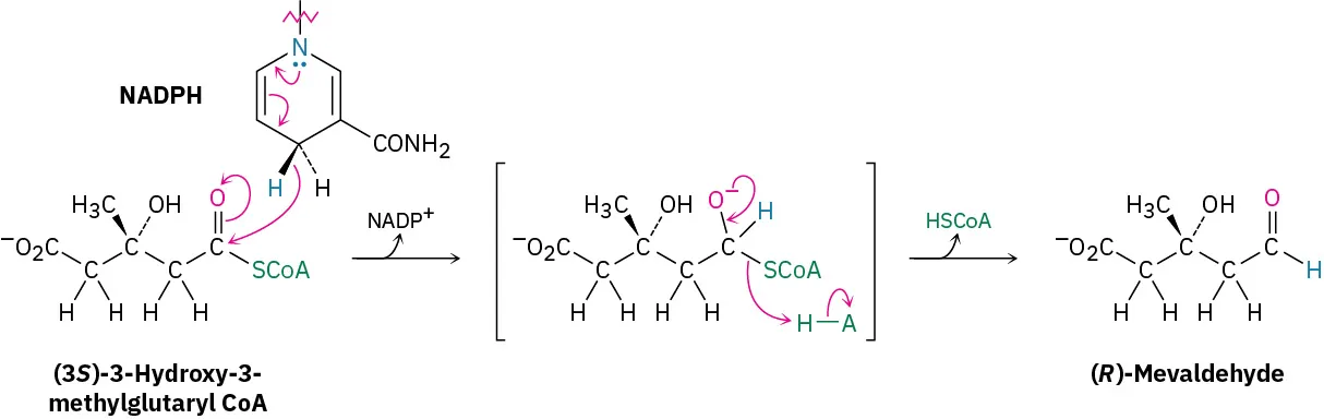Mechanism shows (3S)-3-hydroxy-3-methylglutaryl CoA reacting with NADPH. H S Co A leaves and R-mevaldehyde forms.