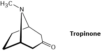 A chair conformation of tropinone in which an N C H 3 group bridges from C3 to C6 of a cycloheptanone ring.