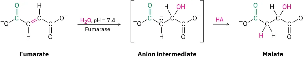 A reaction shows fumarate reacting with water at pH 7.4 in the presence of fumarase to form an anion intermediate, which in the presence of H A forms malate.