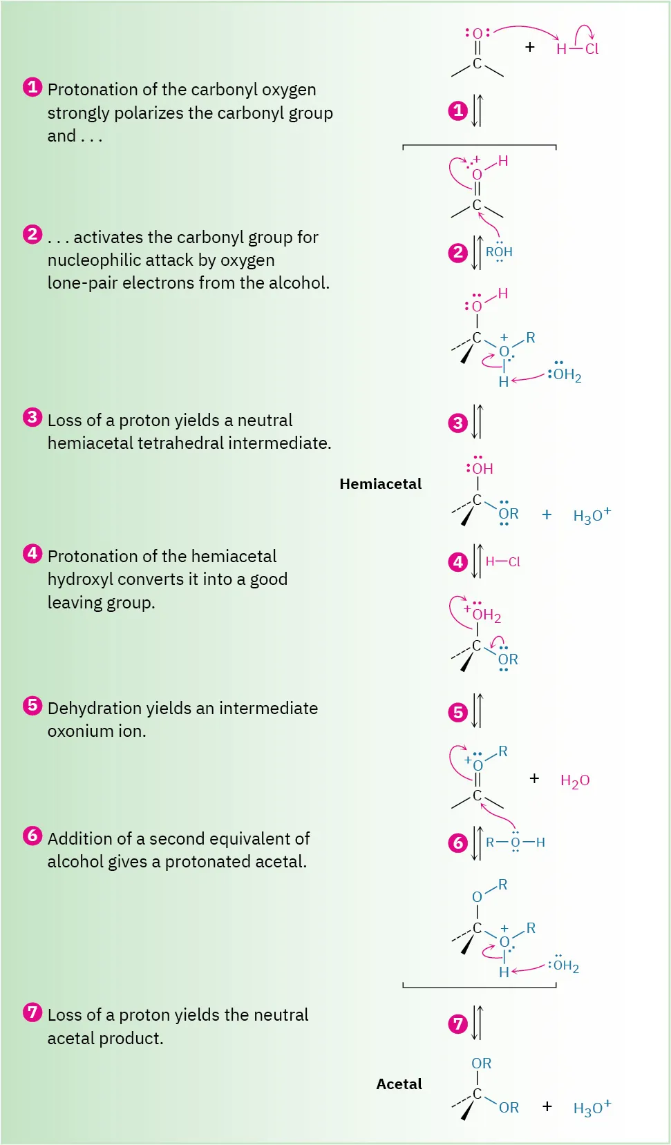 Ketone or aldehyde to acetal via seven steps: protonation of O, alcohol attacks carbonyl, R O H deprotonated to hemiacetal, protonation of hydroxy, loss of water, alcohol attacks oxonium, deprotonation.