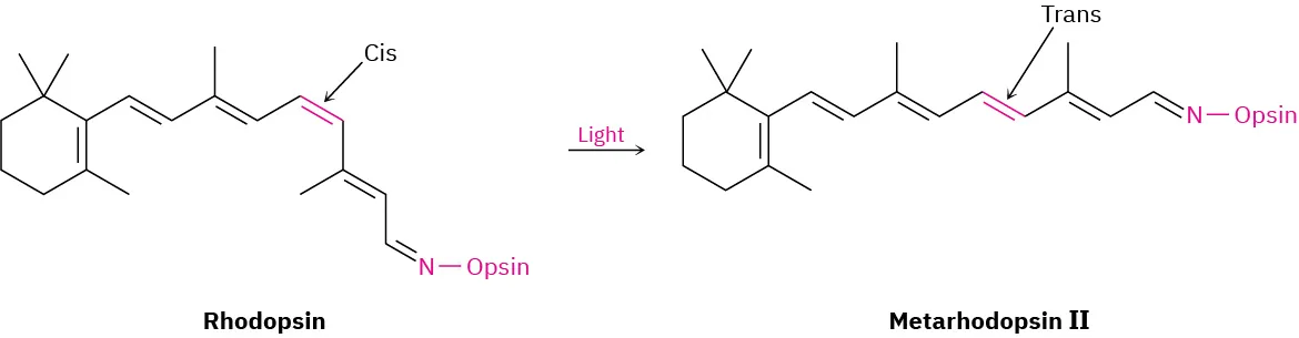 In a reaction, Rhodopsin in the presence of light forms Metarhodopsin 2. The cis and trans C C double bond at positions 5 and 6 in reactant and product are labeled, respectively.