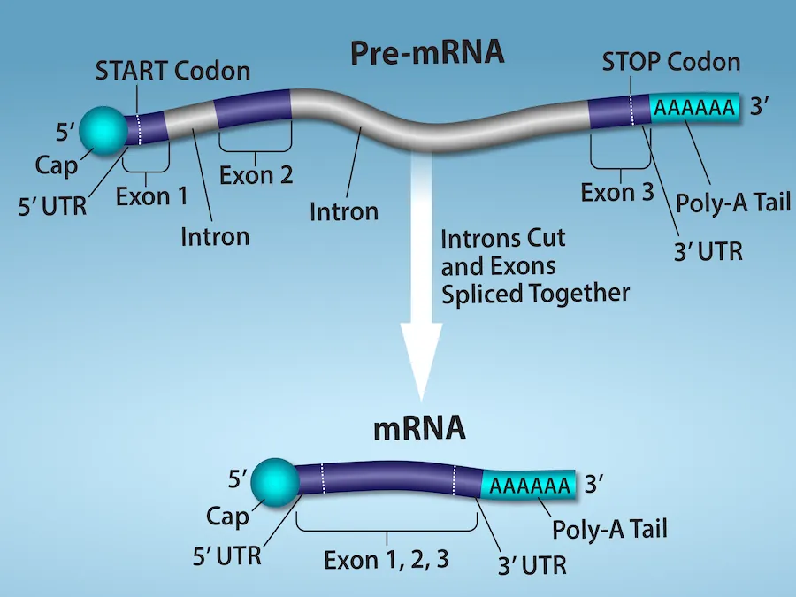 An illustration shows that in Pre- m R N A processing, there is a primary R N A transcript including regions labeled, left to right, as exon 1, intron, exon 2, intron, and exon 3. The introns are cut and exons are spliced together to produce mRNA. After R N A processing, there is a spliced R N A with these parts, left to right are a 5 prime cap, a 5 prime untranslated region, exon 1, exon 2, exon 3, a 3 prime untranslated region, and a poly a tail. The 5 prime unstranslated region is not separate from exon 1, but is the beginning of exon 1. The 3 prime untranslated region is not separate from exon 3 but the final part of exon 3.