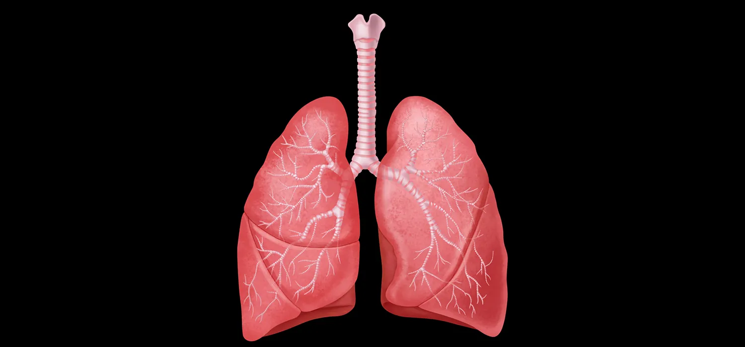 A diagram of the respiratory system shows the trachea branching off into the two lungs and the smaller bronchi that branch out throughout the lungs.