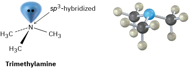 The structure and ball-and-stick model of triethylamine. Triethylamine has nitrogen linked to three methyl groups and a lone pair of electrons. Nitrogen is s p 3 hybridized.