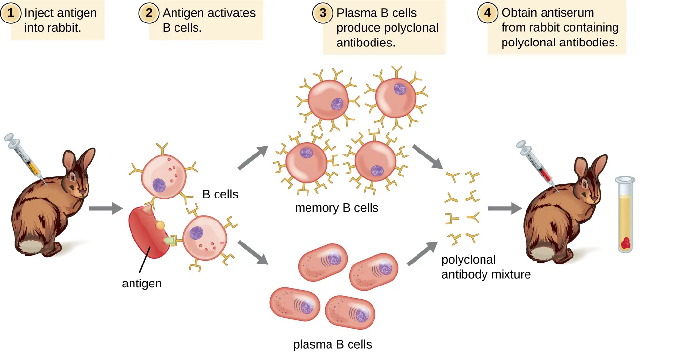 Diagram showing production of polyclonal antibodies. Antigen is injected into an animal (such as a rabbit). Antigen activates B cells. This produces clones of the B cells, and clones of the plasma cells. Polyclonal antibodies from different B cells are produced in response to different epitopes on the antigen. Serum obtained from animal contains polyclonal antibodies.