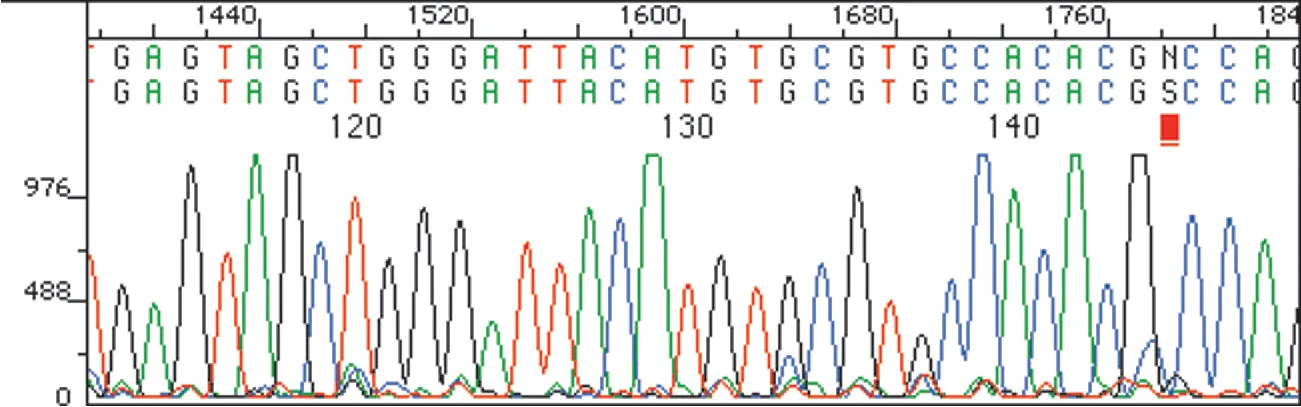 The graph denotes D N A sequence size in base pairs versus the fluorescence intensity. The four-color chromatogram of D N A sequencing is evaluated by the Sanger dideoxy method.
