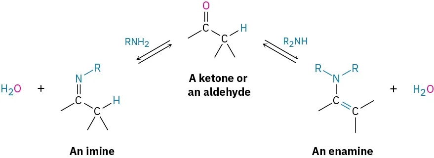 Two reversible pathways from ketone or aldehyde. Conversion of aldehyde or ketone to imine and water using R N H 2 and enamine and water using R 2 N H.