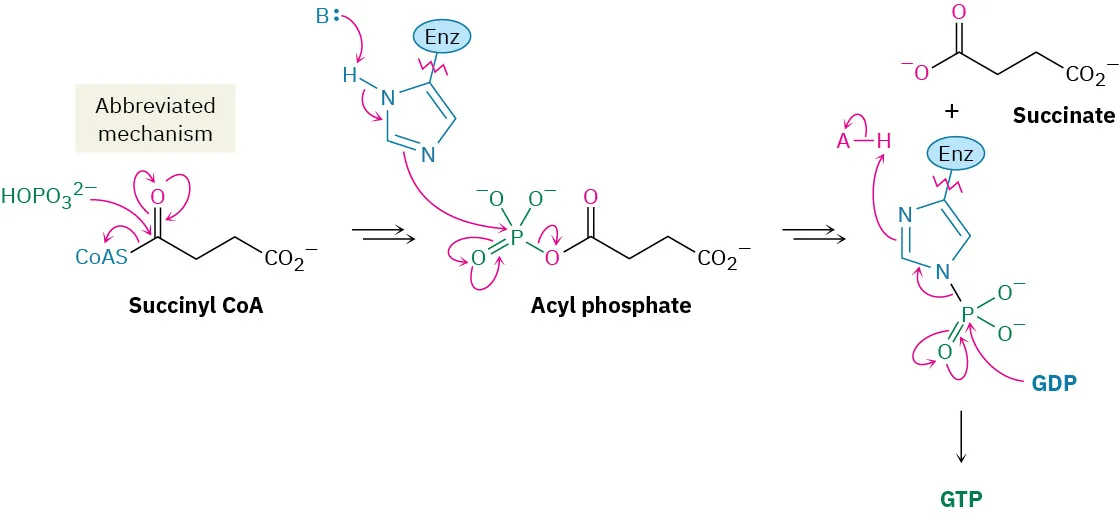 Succinyl coenzyme A condenses with hydrogen phosphate to form an acyl phosphate which decomposes via an enzyme bond imidazole to succinate and guanosine triphosphate.