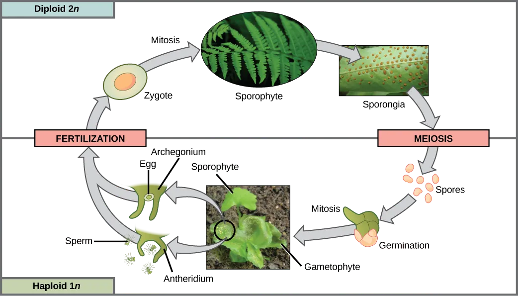  The fern life cycle begins with a diploid (2n) sporophyte, which is the fern plant. Sporangia are round bumps that occur on the bottom of the leaves. Sporangia undergo mitosis to form haploid (1n) spores. The spores germinate and grow into a green gametophyte 1n that resembles lettuce. The gametophyte contains antheridia that produce, sperm and archegonia that produce eggs. Inside the archegonium the sperm fertilizes the egg, forming a diploid (2n) zygote. The zygote undergoes mitosis to form a 2n sporophyte, ending the cycle.
