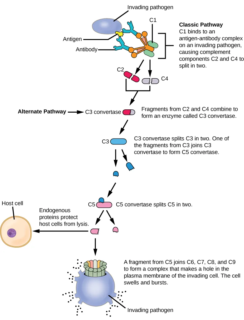 Illustration shows an invading pathogen with an antigen on its surface. In the classic pathway for complement activation, host antibodies bind the antigen, and C1 binds the antibody. The C1-antibody complex causes C2 and C4 each to split in two. Fragments from C2 and C4 each joins together to form an enzyme called C3 convertase. C3 convertase splits C3 in two. One of the fragments from C3 joins C3 convertase to form C5 convertase. C5 convertase splits C5 in two. A fragment from C5 joins C6, C7, C8, and C9 to form a complex that makes a hole in the plasma membrane for the invading cell. The cell swells and bursts. In the alternative pathway, C3 convertase spontaneously splits C3 in two and the rest of the pathway proceeds the same as the classic pathway. Host cells are protected from complement by the presence of endogenous proteins.