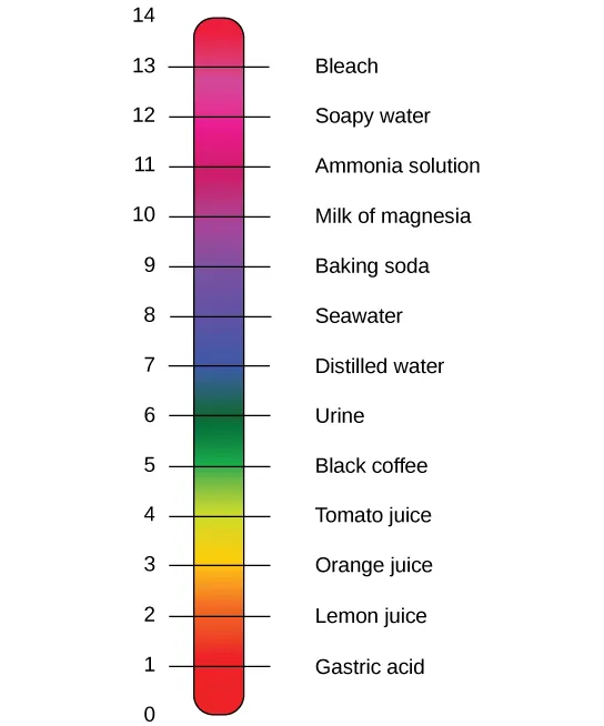 The pH scale with representative substances and their pHs.  Bleach has a pH of 13. Soapy water, 12. Ammonia solution, 11. Milk of magnesia, 10. Baking soda, 9. Sea water, 8. Distilled water, 7. Urine, 6. Black coffee, 5. Tomato juice, 4. Orange juice, 3. Lemon juice, 2. Gastric acid, 1.