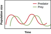 A graph plots time on the horizontal axis and population size on the vertical axis. Two curves are plotted on the graph, one representing predators and one representing prey. The curve for predators increases rapidly from just above the origin, then forms a broad curve near the midpoint of the vertical axis near the start of the horizontal axis. The curve descends to form an inverse peak just to the left of the midpoint of the horizontal axis and one-quarter of the height of the vertical axis. This pattern continues through one more peak and trough until the curve ends near the right end of the horizontal axis just above the bottom of the vertical axis. The curve for prey begins slightly to the right and slightly lower than the predator curve and follows a similar pattern shifted slightly to the right with slightly lower peaks and troughs. All data is approximate.