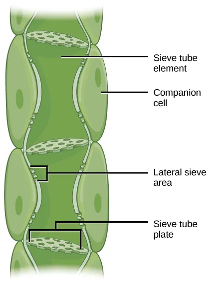 Illustration shows phloem, a column-like structure that is composed of stacks of cylindrical cells called sieve-tube elements. Each companion cell is separated by a sieve-tube plate. The sieve-tube plate has holes in it, like a slice of Swiss cheese. Lateral sieve areas on the side of the column allow different phloem tubes to interact and provide access to the companion cells.